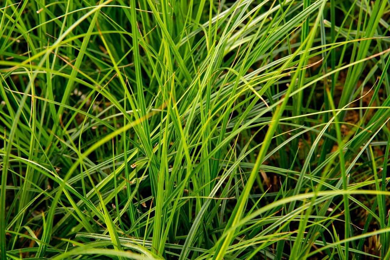 Ostrice Green Verde Carex Brunnea Green Verde Zahradnictvi Flos