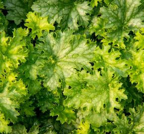 Dlužicha 'Apple Crisp' - Heuchera 'Apple Crisp'