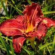 Denivka 'Purplelicious' - Hemerocallis 'Purplelicious'