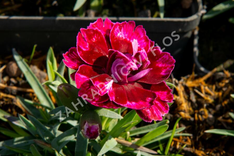 Hvozdík 'Diantica Bordeaux' - Dianthus 'Diantica Bordeaux'