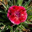 Hvozdík 'Diantica Strawberry Cream' - Dianthus 'Diantica Strawberry Cream'