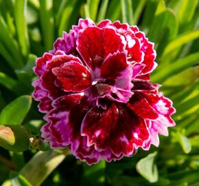 Hvozdík 'Diantica Lilac Eye' - Dianthus 'Diantica Lilac Eye'