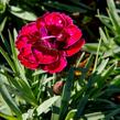 Hvozdík 'Diantica Bordeaux' - Dianthus 'Diantica Bordeaux'