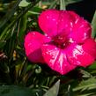 Hvozdík karafiát 'Scully' - Dianthus caryophyllus 'Scully'