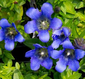 Hořec 'Blue 510' - Gentiana hybrida 'Blue 510'