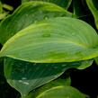 Bohyška 'Alvatine Taylor' - Hosta 'Alvatine Taylor'