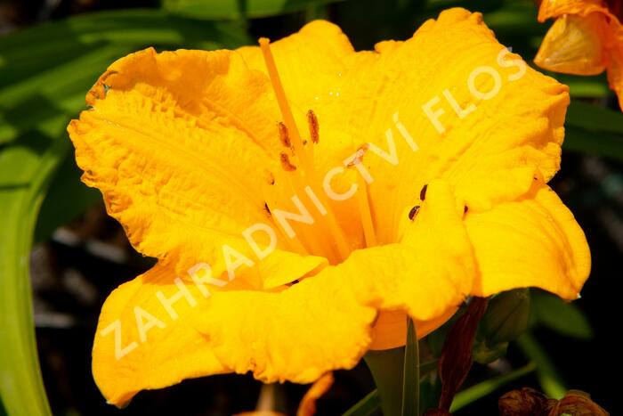 Denivka 'Clarion Gold' - Hemerocallis 'Clarion Gold'