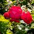 ruze-pnouci-meilland-red-eden-rose.jpg