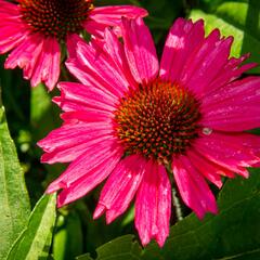 Třapatkovka nachová 'Sensation Pink' - Echinacea purpurea 'Sensation Pink'