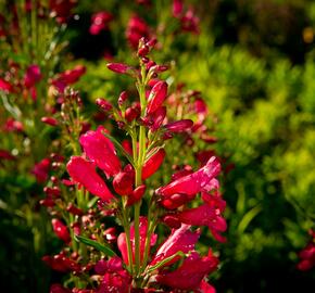 Dračík vousatý 'Pristine Deep Rose' - Penstemon barbatus 'Pristine Deep Rose'