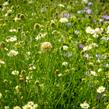 Hlaváč žlutavý - Scabiosa ochroleuca