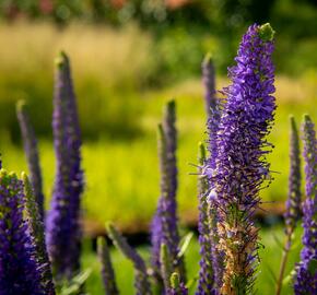 Rozrazil klasnatý 'Christa' - Veronica spicata 'Christa'