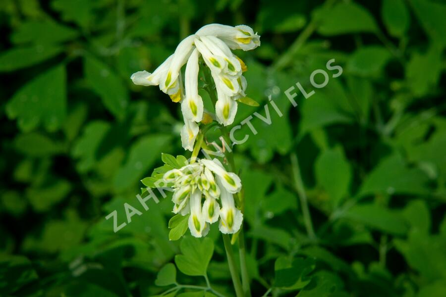 Dymnivka - Corydalis ochroleuca