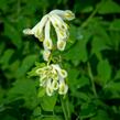 Dymnivka - Corydalis ochroleuca