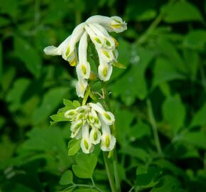 Dymnivka - Corydalis ochroleuca