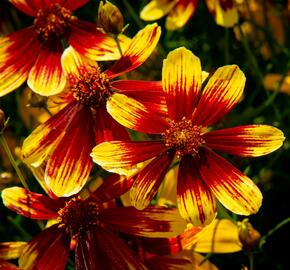 Krásnoočko přeslenité 'Bengal Tiger' - Coreopsis verticillata 'Bengal Tiger'