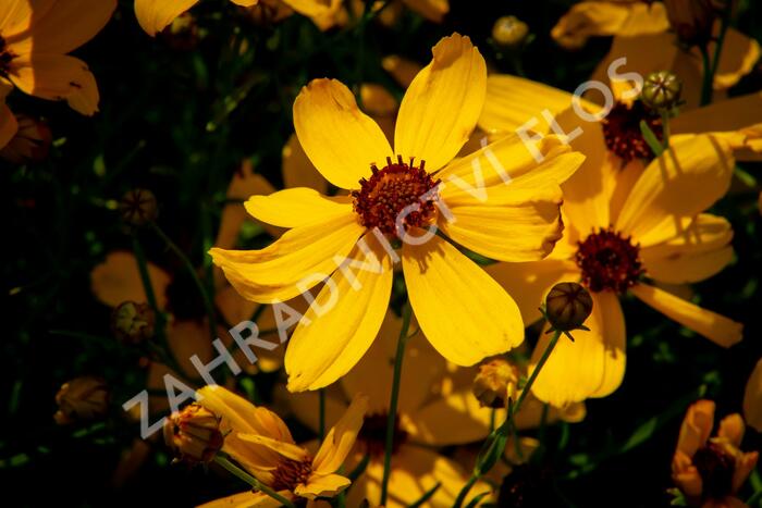 Krásnoočko přeslenité 'Imperial Sun' - Coreopsis verticillata 'Imperial Sun'