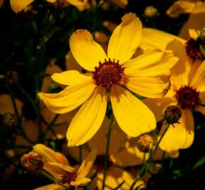 Krásnoočko přeslenité 'Imperial Sun' - Coreopsis verticillata 'Imperial Sun'