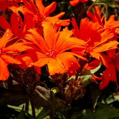 Kohoutek 'Orange Zwerg' - Lychnis x arkwrightii 'Orange Zwerg'