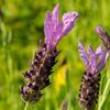 levandule smilovit Lavita Purple - Lavandula stoechas Lavita Purple