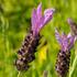 lavandula-stoechas-lavita-purple.jpg