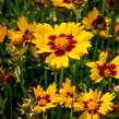 Krásnoočko velkokvěté 'Sunkiss' - Coreopsis grandiflora 'Sunkiss'