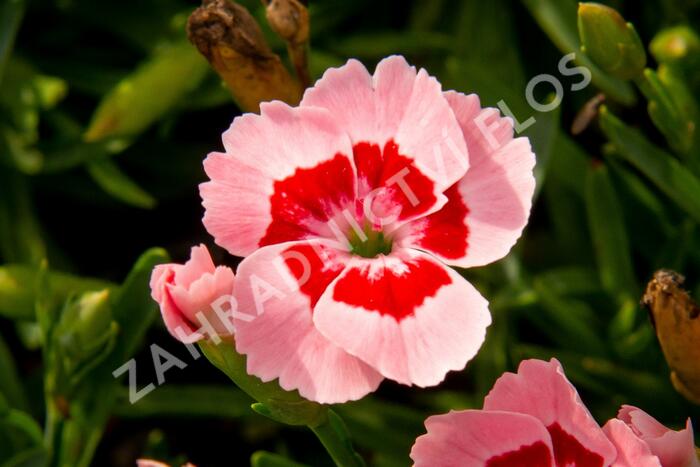 Hvozdík 'Peach Party' - Dianthus 'Peach Party'