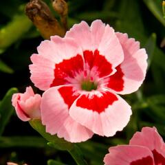 Hvozdík 'Peach Party' - Dianthus 'Peach Party'