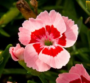 Hvozdík 'Peach Party' - Dianthus 'Peach Party'