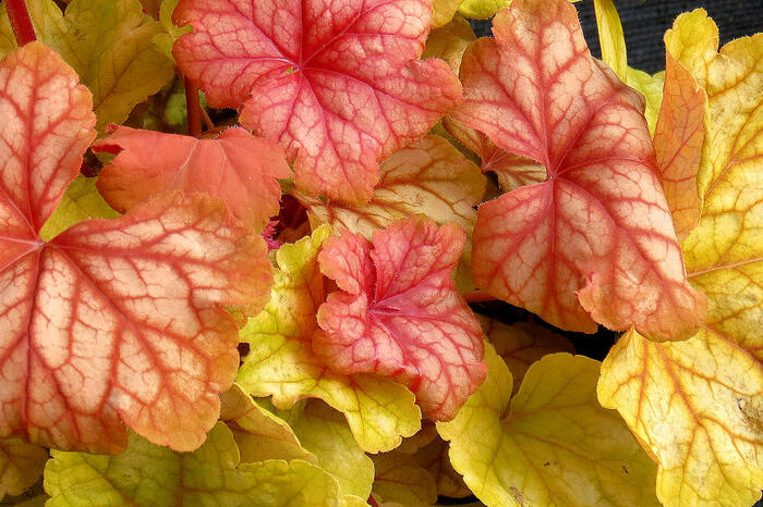 Dlužicha 'Champagne' - Heuchera 'Champagne'