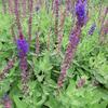 alvj hajn Salute Ice Blue - Salvia nemorosa Salute Ice Blue