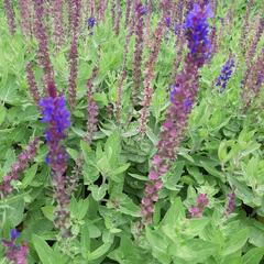 Šalvěj hajní 'Salute Blue' - Salvia nemorosa 'Salute Blue'