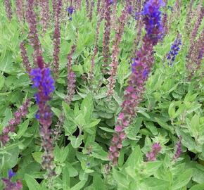 Šalvěj hajní 'Salute Blue' - Salvia nemorosa 'Salute Blue'