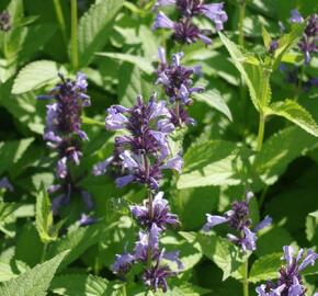 Šanta 'Manchu Blue' - Nepeta manchuriensis 'Manchu Blue'