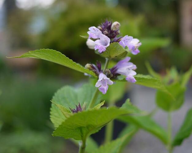 Šanta 'Sweet Dreams' - Nepeta subsessilis 'Sweet Dreams'