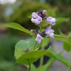 Šanta 'Sweet Dreams' - Nepeta subsessilis 'Sweet Dreams'