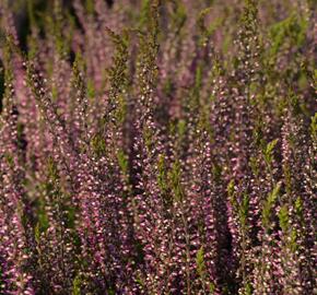 Vřes obecný 'Amethyst' (Garden girls®) - Calluna vulgaris 'Amethyst' (Garden girls®)