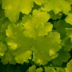 Dlužicha 'Beauty Leaves Fay' - Heuchera hybrida 'Beauty Leaves Fay'