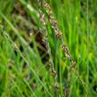 Bezkolenec modrý 'JS Aha-Erlebnis' - Molinia caerulea 'JS Aha-Erlebnis'