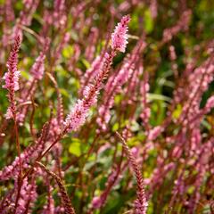 Rdesno objímavé 'Pink Elephant' - Bistorta amplexicaulis 'Pink Elephant'