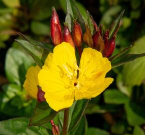 Pupalka 'Hohes Licht' - Oenothera tetragona 'Hohes Licht'