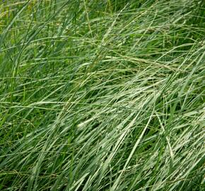 Milička 'Wind Dancer' - Eragrostis elliottii 'Wind Dancer'