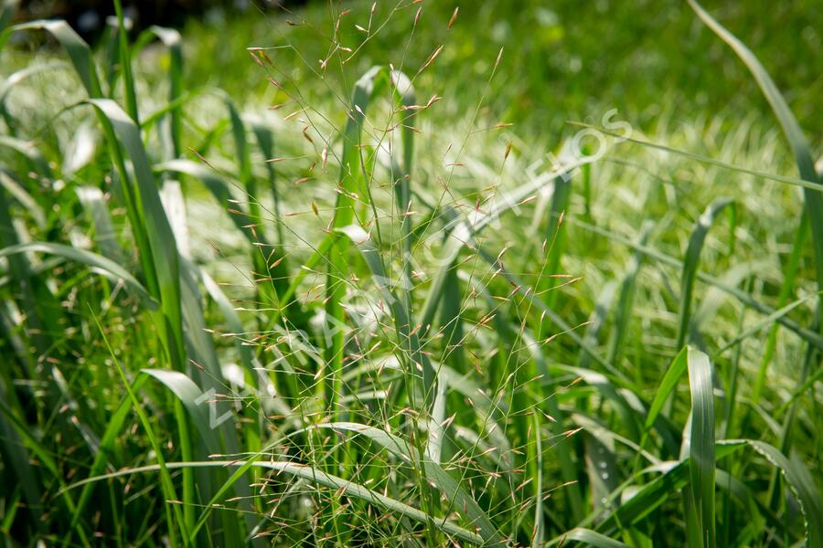 Milička 'Bent' - Eragrostis trichodes 'Bent'