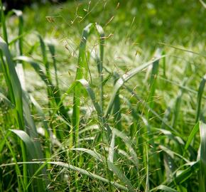 Milička 'Bent' - Eragrostis trichodes 'Bent'