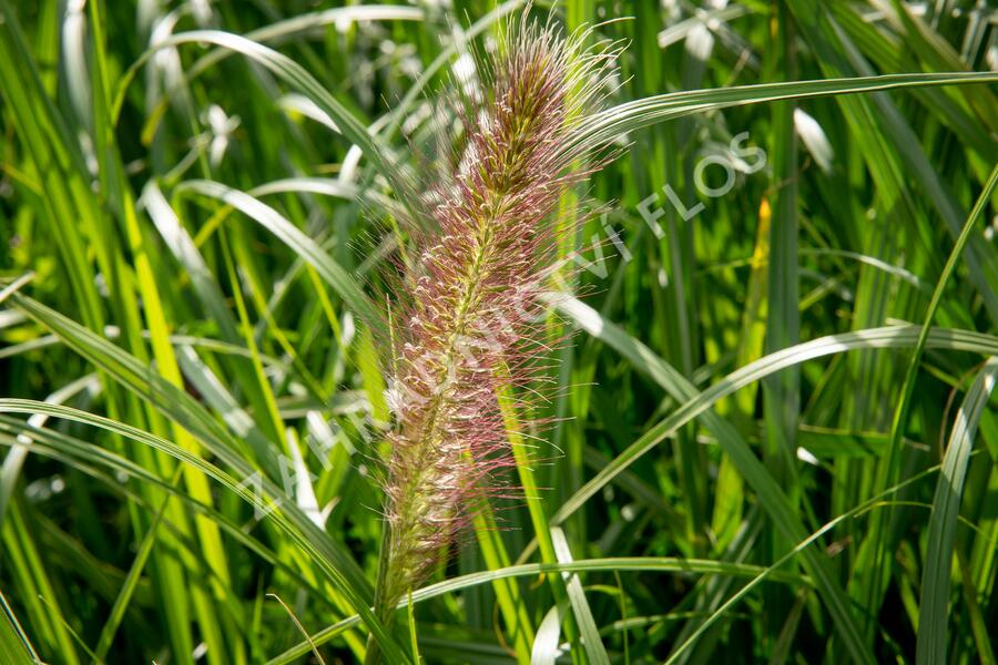 Dochan psárkovitý 'Red Head' - Pennisetum alopecuroides 'Red Head'