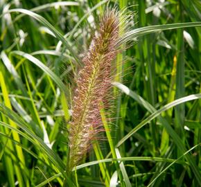 Dochan psárkovitý 'Red Head' - Pennisetum alopecuroides 'Red Head'