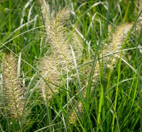 Dochan psárkovitý 'Gelbstiel' - Pennisetum alopecuroides 'Gelbstiel'