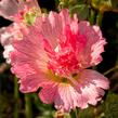 Topolovka růžová 'Ariella Rose' - Alcea rosea 'Ariella Rose'