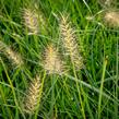 Dochan psárkovitý 'Goldstrich' - Pennisetum alopecuroides 'Goldstrich'