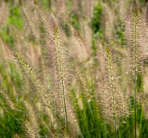 Dochan psárkovitý 'Hameln' - Pennisetum alopecuroides 'Hameln'